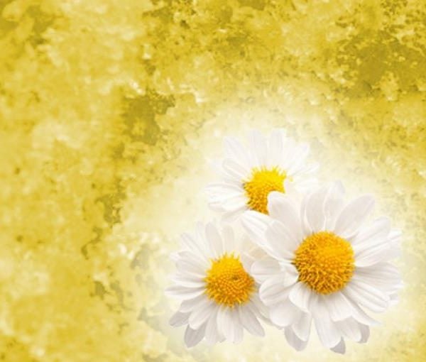 JELLY SPA THERAPY PEDICURE & MANICURE BATH CHAMOMILE & SOLUTE SET 1515042